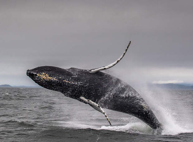 Игривый горбатый кит на Аляске
