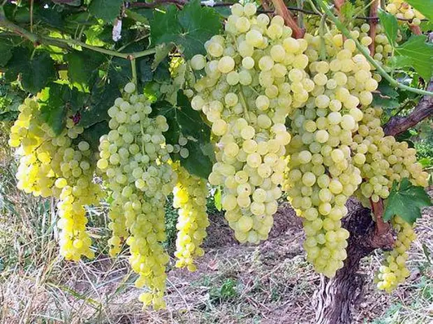 Живая изгородь из дикого винограда – сочетание простоты и роскоши