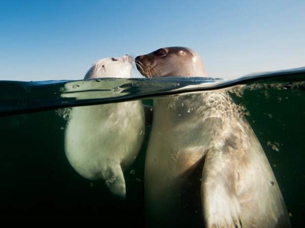 National Geographic: лучшие фотографии июня geographic, national, фотографии