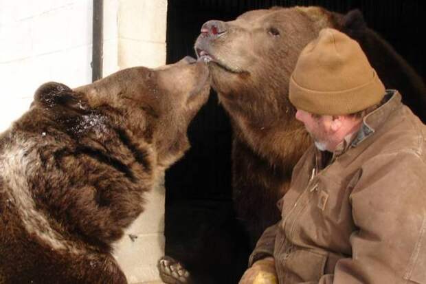 Настоящая медвежья хватка: мужчина позволил медведю себя обнять и облизать свою руку животные, история, медведь