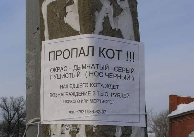 Забавные объявления о пропаже домашних животных (25 фото) 