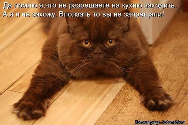 Лучшие котоматрицы недели