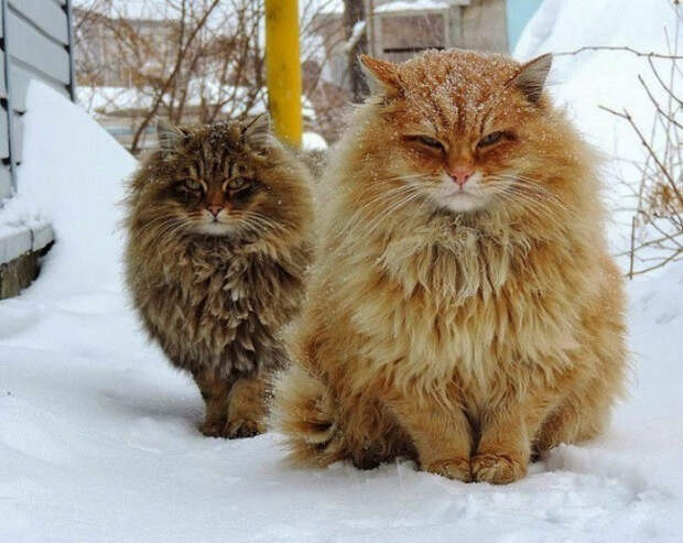 животные которые готовы к зиме