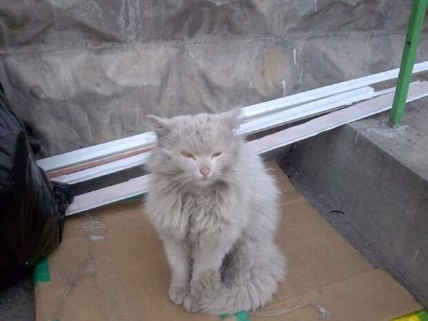 Спасённые кошки