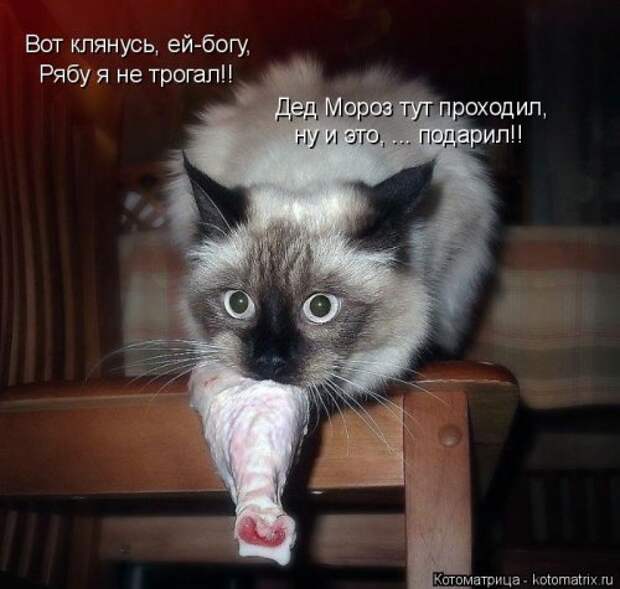 Свежая котоматрица на Бугаге (25 фото)