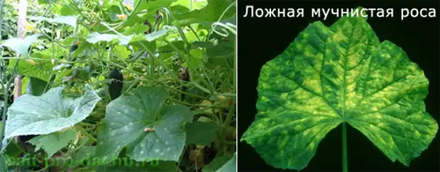 Что нехватает огурцам в теплице по форме. Мучнистая роса на огурцах. Ложная мучнистая роса на огурцах. Ложная мучнистая роса огурцов в теплице. Дефицит кальция у огурцов.