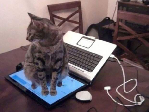 Коты, которые плевали на вашу логику