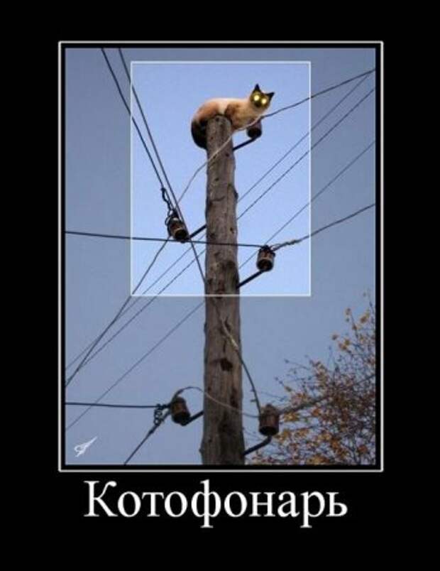 Смешные фразы в демотиваторах высший класс.