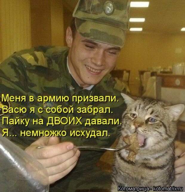 Новая котоматрица (38 фото)