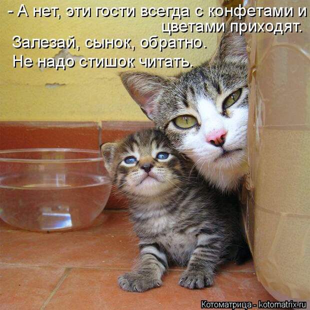 Котоматрица: - А нет, эти гости всегда с конфетами и  цветами приходят.  Залезай, сынок, обратно.  Не надо стишок читать.