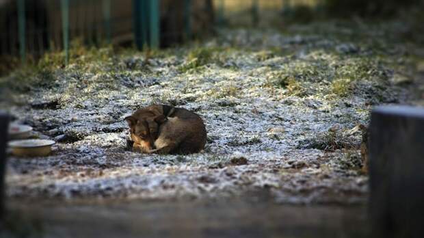 Алтайские депутаты попросят кабмин упростить создание приютов для животных
