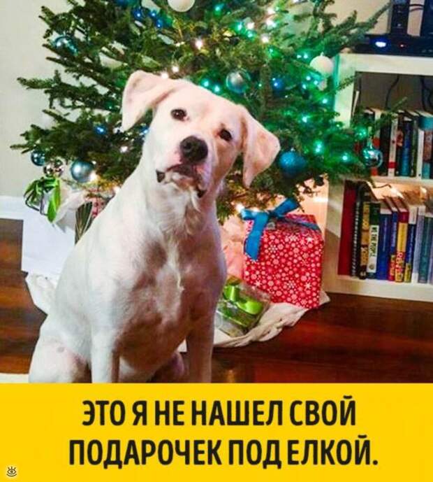 Животные, готовые к Новому году 6