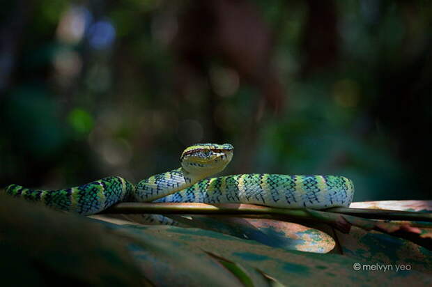 Змеи, лягушки и ящерины в фотографиях Melvyn Yeo
