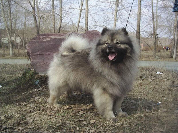 Keeshond