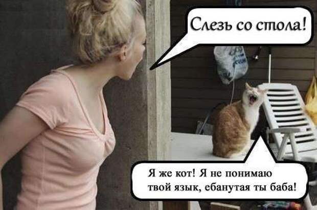 Картинки со смешными надписями Картинки со смешными надписями