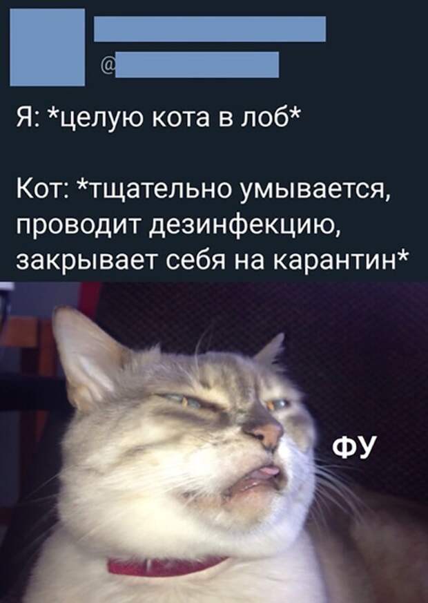 Прикольные и смешные картинки