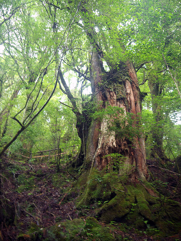 Япония, Якусима, остров, якушима, yakushima, лес, yakusugi land, кедр, мох, поход, зеленый, дерево, Sennensugi