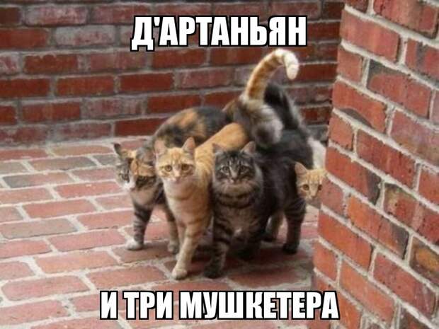 Субботний котопост картинки с надписями., смешные коты и кошки, фотоприколы