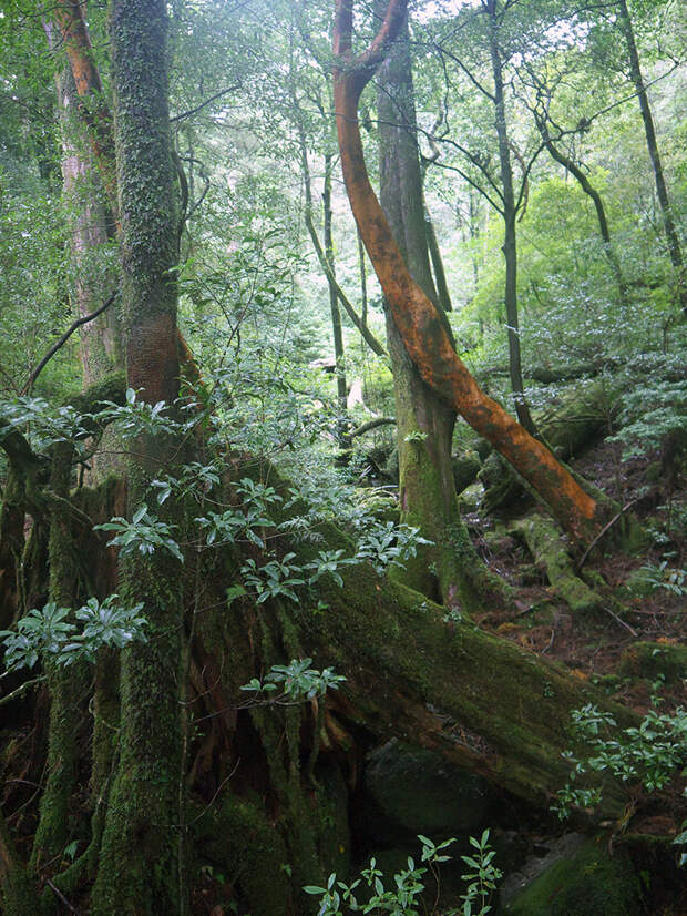 Япония, Якусима, остров, якушима, yakushima, лес, yakusugi land, кедр, мох, поход, зеленый, дерево, Himeshara, Stewartia monadelpha, Стюартия однобратственная, эндемик