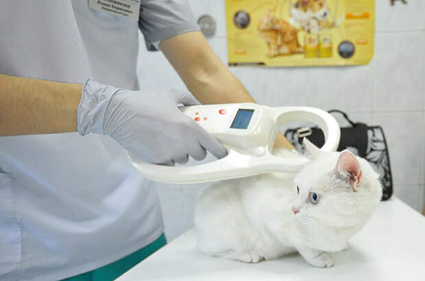 СМИ: маркировка домашних животных может стать обязательной с 2021 года