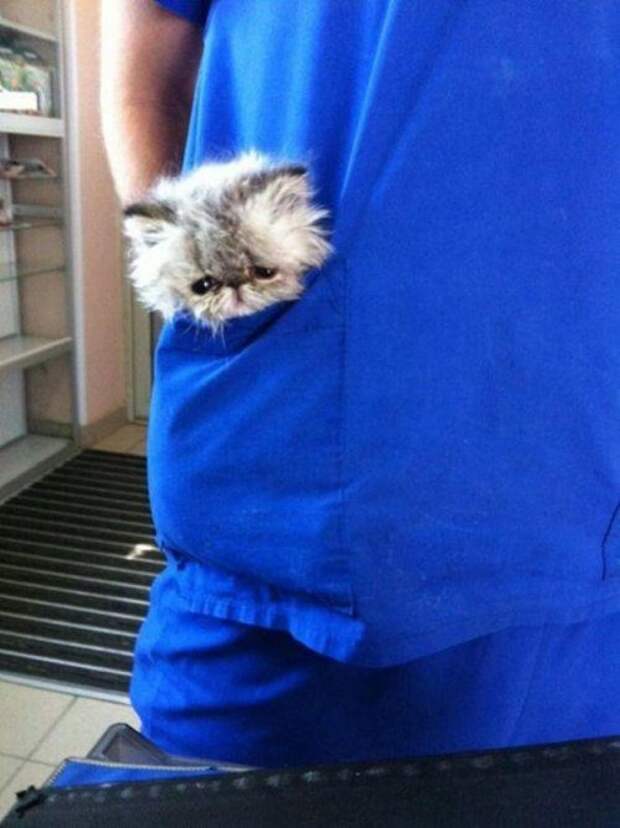 КОТОприколы
