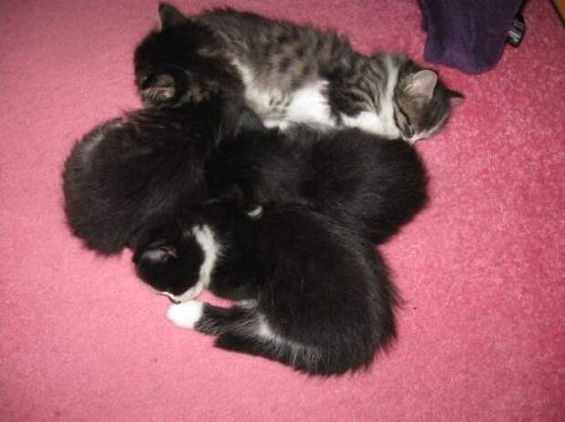 Спящие котята