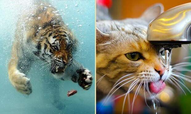 Тигр любит воду, Тигр в воде, Кот в воде, Кот под краном - интересные факты о млекопитающих