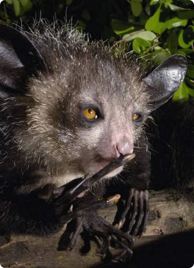 Ай-ай или мадагаскарская руконожка (лат. Daubentonia madagascariensis)