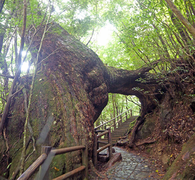 Япония, Якусима, остров, якушима, yakushima, лес, yakusugi land, кедр, мох, поход, зеленый, дерево, тропинка, экскурсия, дерево, корни, между