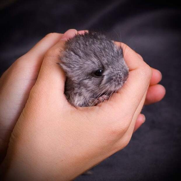 прикольные животные