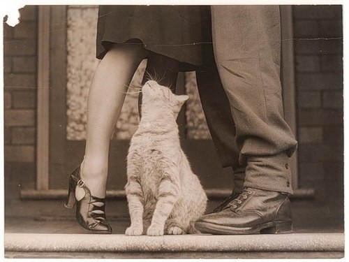 86. Ух ты! 86. Ух ты! животные, коты, позитив, фото