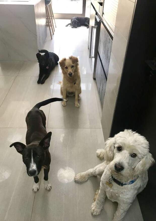 собаки в доме