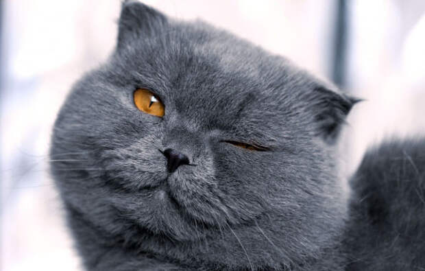 Кот подмигивает