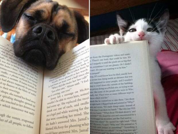 Питомцы, которые мешают читать