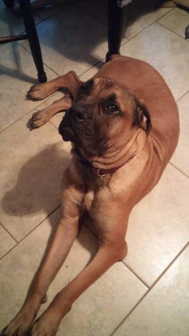 This week on Meet the Giants, we're talking about the Boerboel! Read more for tons of fabulous breed information!