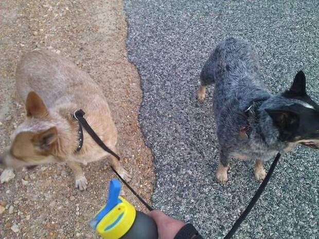 Прикольные картинки. Вечерний выпуск (54 фото)