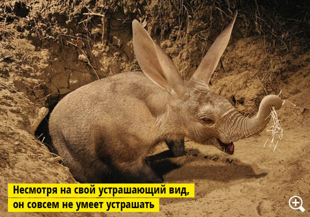Трубкозоб Трубкозоб