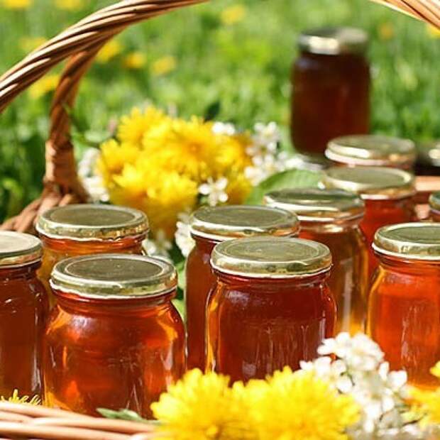 Как приготовить целебное варенье из одуванчиков