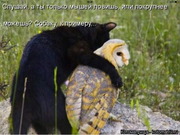 Новая котоматрица на Бугаге (32 фото)
