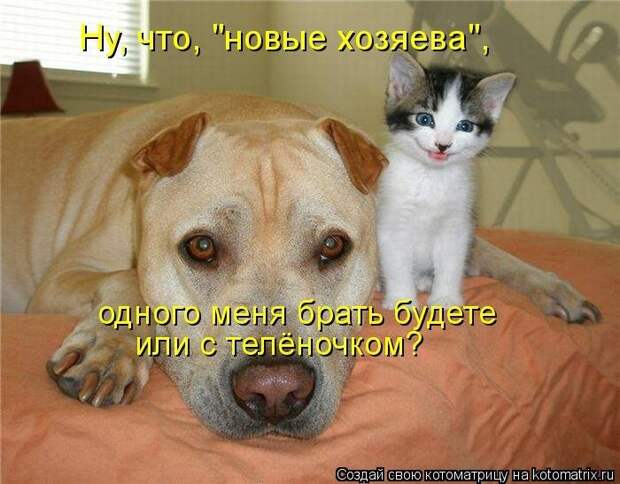 Забавные животные :)