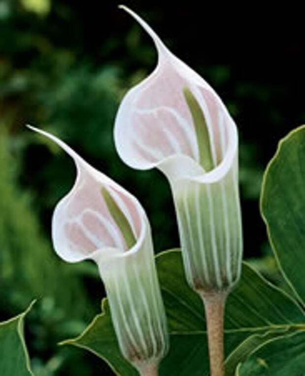 Аризема (Jack in the Pulpit – Candidissimum)