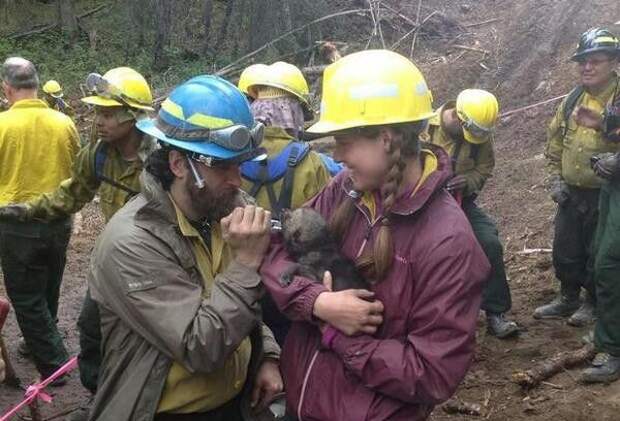 На Аляске пожарные спасли из огня пятерых волчат аляска, волк, животные, пожарные