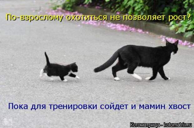 Котоматрицы (картинки с надписями)
