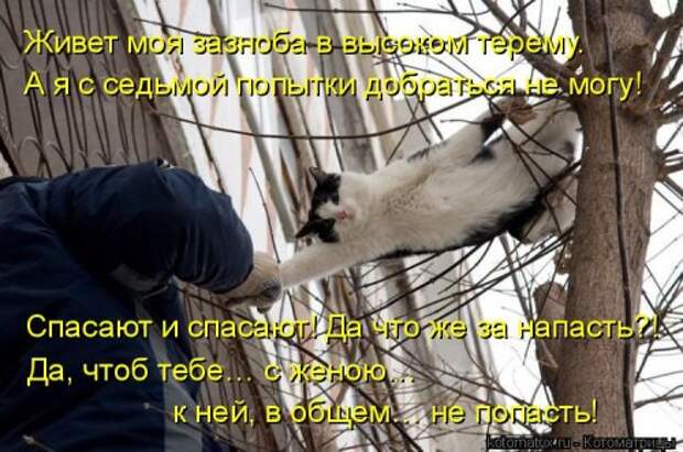 Отличная котоматрица для поднятия настроения (40 фото)