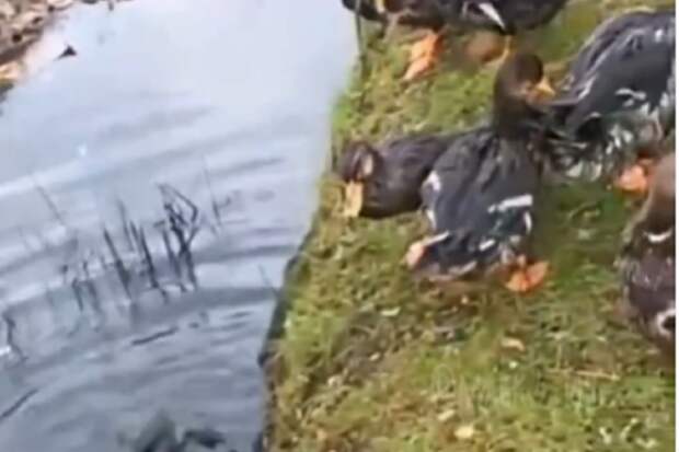 Скоро будет как в Европе: орнитолог рассказал, почему утки остановились на отдых в канаве