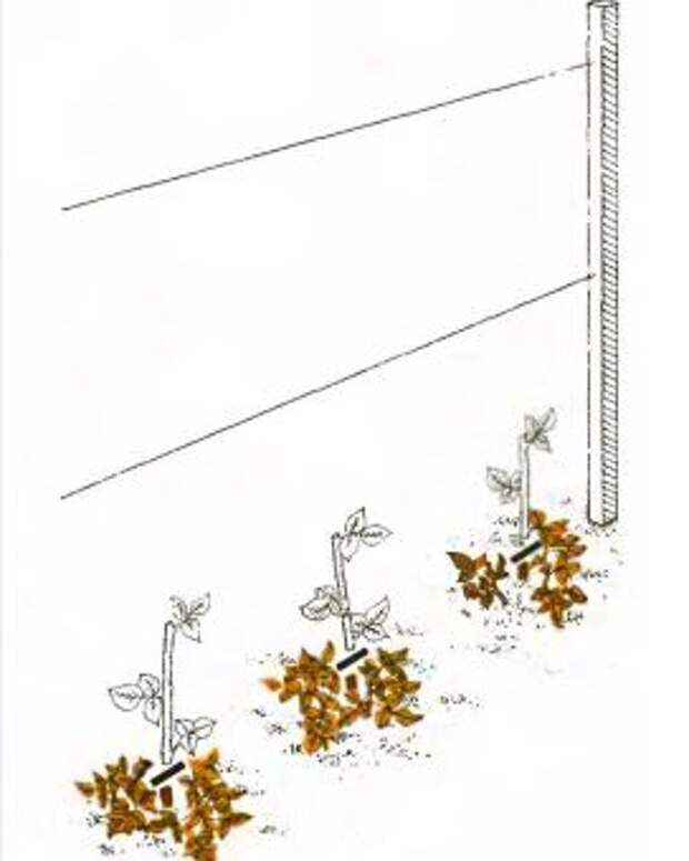 Рис. 2. Обрезка малины