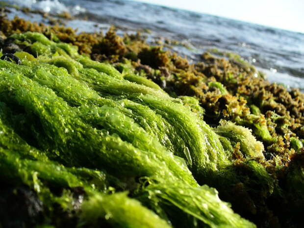 Морские водоросли в рационе КРС могут снизить выбросы метана на 99%