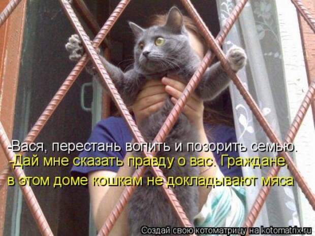 Новая котоматрица для хорошего настроения (28 фото)