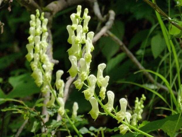 Волчий аконит (Aconitum lycoctonum)