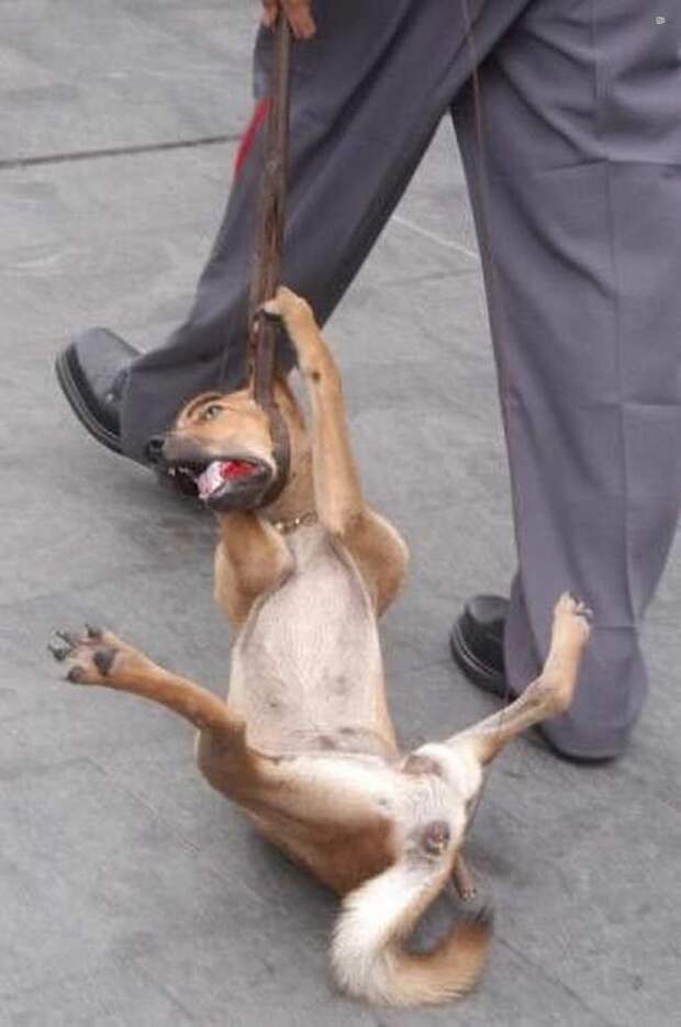 Собачьи неудачи - Пес арестован полицией 